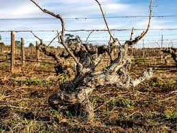 Hoffmann Family Vineyards Tasting - Thursday Oct 30th